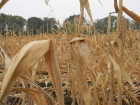 Кукурузы в этом году в Молдове почти нет - фермеры в отчаянии