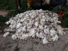Трагедия: В Комрате на одной из птицефабрик из-за урагана погибли 19 тысяч птенцов