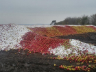 В Унгенском районе фермер добровольно уничтожил сотни тонн спелых яблок
