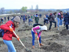 В Кишиневе появятся новые зеленые зоны: сегодня были посажены тысячи деревьев и кустарников 