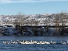 Спасатели спасли десятки лебедей от замерзания