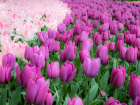 14 апреля в Кишиневе состоится открытие «острова тюльпанов»