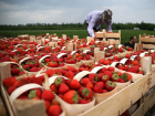 Италия приглашает молдаван на сезонные работы по сбору фруктов