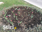 Вандалы уничтожили клумбу с тюльпанами на Ботанике - не исключено, что цветы вырвали для продажи