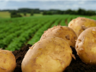 ANSA прокомментировала картофельный кризис в Молдове