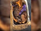 Возмутительные кадры в Ватре - собаку с щенятами выкинули на мороз, один из щенков замерз насмерть