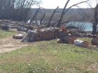 В Новоаненском районе почти уничтожили целый лес
