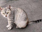 В Кишиневе начинается бесплатная стерилизация бездомных кошек