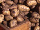 Абсолютное большинство импортируемого в Молдову картофеля заражено опасной бактерией