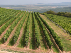 Земли НИИ виноградарства и виноделия хотят отдать под застройку