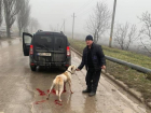 Возмутительные кадры 18+ - в Кишиневе водитель привязал собаку к машине и потащил ее по асфальту