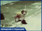 Кишиневцы просят о помощи: несколько дней по улице бегает собака с ветеринарным воротником на шее