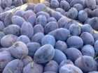 Крупная партия некачественных молдавских слив была забракована в России