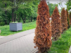Экологический скандал: Кто отравил 100 туй на Чеканах?