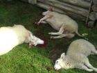 Смертельные удары нанесли молнии по пастуху с овцами