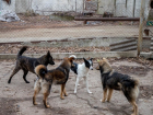 Полиция расследует массовое исчезновение и смерть собак на свалке в Каушанах