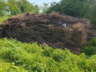 Проверка в Pădurea Domnească выявила гибель 40 тысяч молодых деревьев