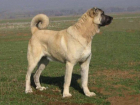 "Злого" пса в Молдове хотят обменять на овец или коз