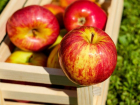 «Дошли до ручки» - производители яблок с севера Молдовы ропщут на безвыходное положение