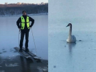 Замерзающего лебедя на Комсомольском озере спас лыжник
