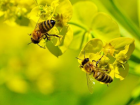 В южных селах Молдовы массово гибнут пчелы - потери пчелосемей доходят до 70%