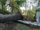 На Телецентре рухнуло дерево: повреждены автомобили и трубопровод