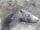 Погибшую от удушья лошадь ее хозяйка закопала в кишиневском парке