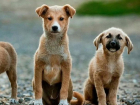 Ветеринары из Румынии стерилизовали только 140 бродячих собак в Кишиневе