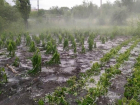 Ливни и град продолжают уничтожать молдавский урожай