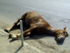 Мучения выжившей лошади после гибели коня на трассе Кишинев - Страшены длились 13 часов