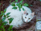Бессмысленная жестокость: на Ботанике массово травят кошек