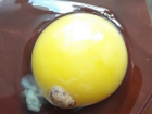 Мертвые эмбрионы цыплят в яйцах из кишиневского магазина привели в шок женщину: "это гадость"