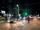 Фотофакт: в Кишиневе на дороге выгуливают козу