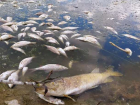 В реке Куболта наблюдается массовый мор рыбы 