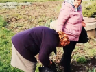 В Бельцах две женщины "обчистили" цветочную клумбу