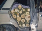 «Захотел американское» - в Чимишлийском районе задержан браконьер, срезавший несколько деревьев редкого вида клена