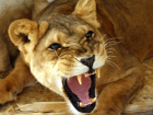 Разъяренная львица набросилась на девочку в зоопарке и принялась ее терзать: душераздирающее видео 