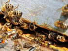 Взятку пчелами потребовал от больного сахарным диабетом молдавский врач