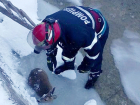 Замерзшего симпатичного олененка спасли из ледяного плена в Сучаве 