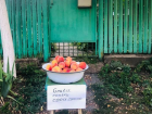 Добрые дела в селе Порумбень – фермеры бесплатно раздают персики послушным детям