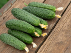 На столичных базарах уже продают первые местные огурцы