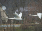 В Молдове зарегистрировали 88 видов диких птиц
