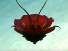 Неизвестное науке морское чудовище бордово-красного цвета обнаружили у берегов США