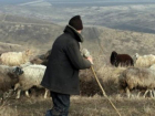 Два пастуха устроили жестокую драку в Каушанском районе