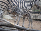 Радостная новость из зоопарка - на свет появился совершенно здоровый и активный зебренок