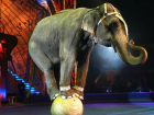 Цирковые номера с львами, медведями и слонами запретил парламент Румынии