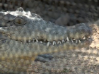 Вызвавшего небывалый ажиотаж в Кишиневе кубинского крокодила сняли на видео