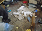 «Лопата в крови»: живодеры разгромили приют для животных и порубили кошек с котятами