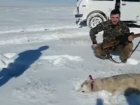 Застреленный волк набросился на охотника, который его пнул: жуткое видео