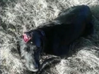 Жена с мужем из Кишинева спасли жестоко избитую и умиравшую собаку